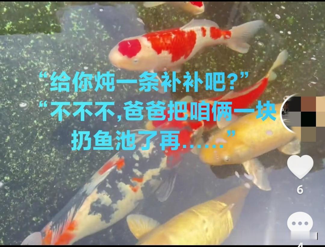 锦鲤虽逝，情未凉
清晨饭桌上，孙子姥姥的视频弹出：“佑佑，快看咱家大鱼！”
屏幕