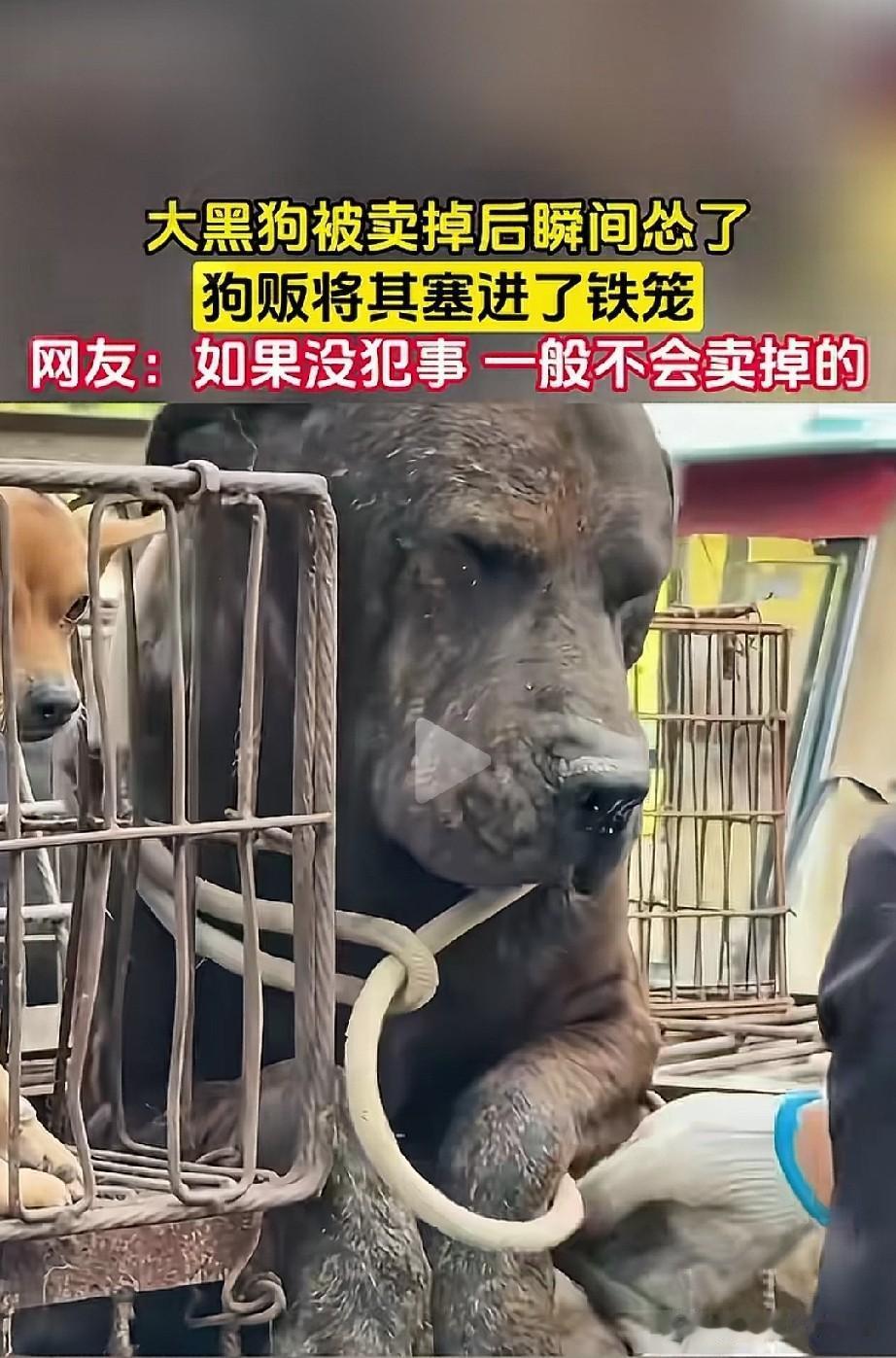 邻居因为一只鹦鹉把主喂了10年的大黑给卖了。这是邻居家的狗，喂了10多年了，还算