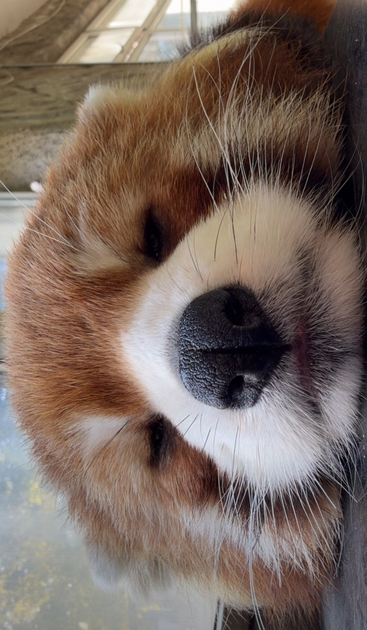 好可爱的小熊猫[流鼻血][流鼻血] ​​​