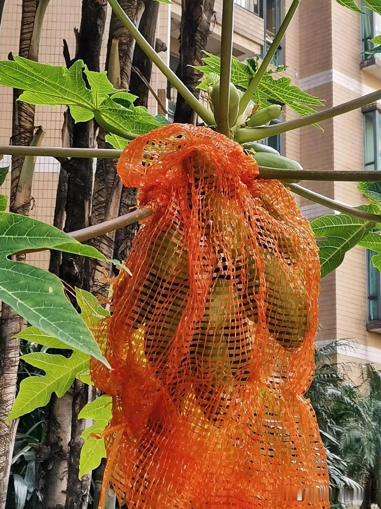 小区里的木瓜结满了果。

小小一棵树，竟然结了一兜木瓜，那么细小的树杆能承受这一