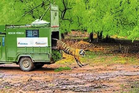 伤人虎侃卡蒂被释放。新闻来源于2025.08.19 ，在森林局调查证实...