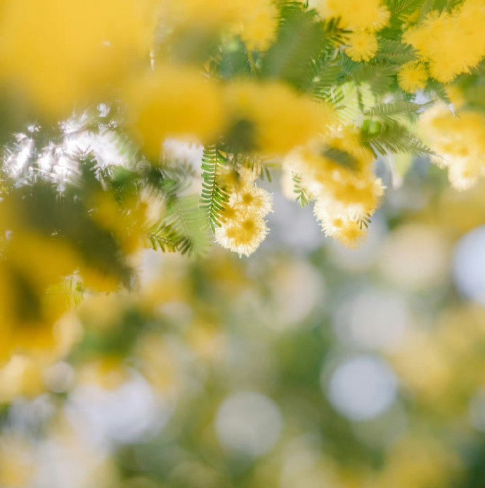 “  心怀阳光，一路芬芳 …  ” ​ ​​​