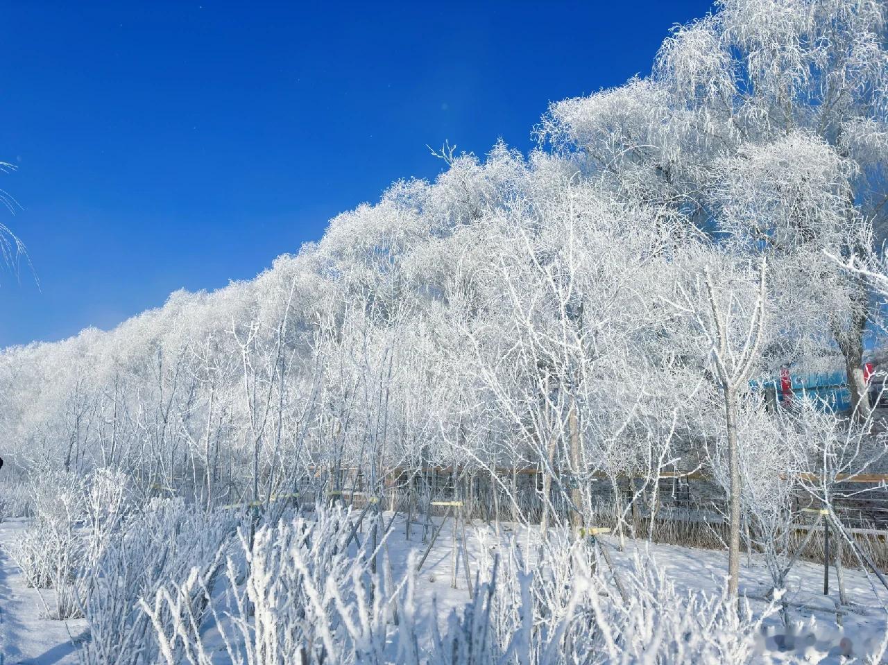 雪假期间禁止布置作业吉林12月3日-7日、新疆部分地区最长9天的"雪假"独立于寒