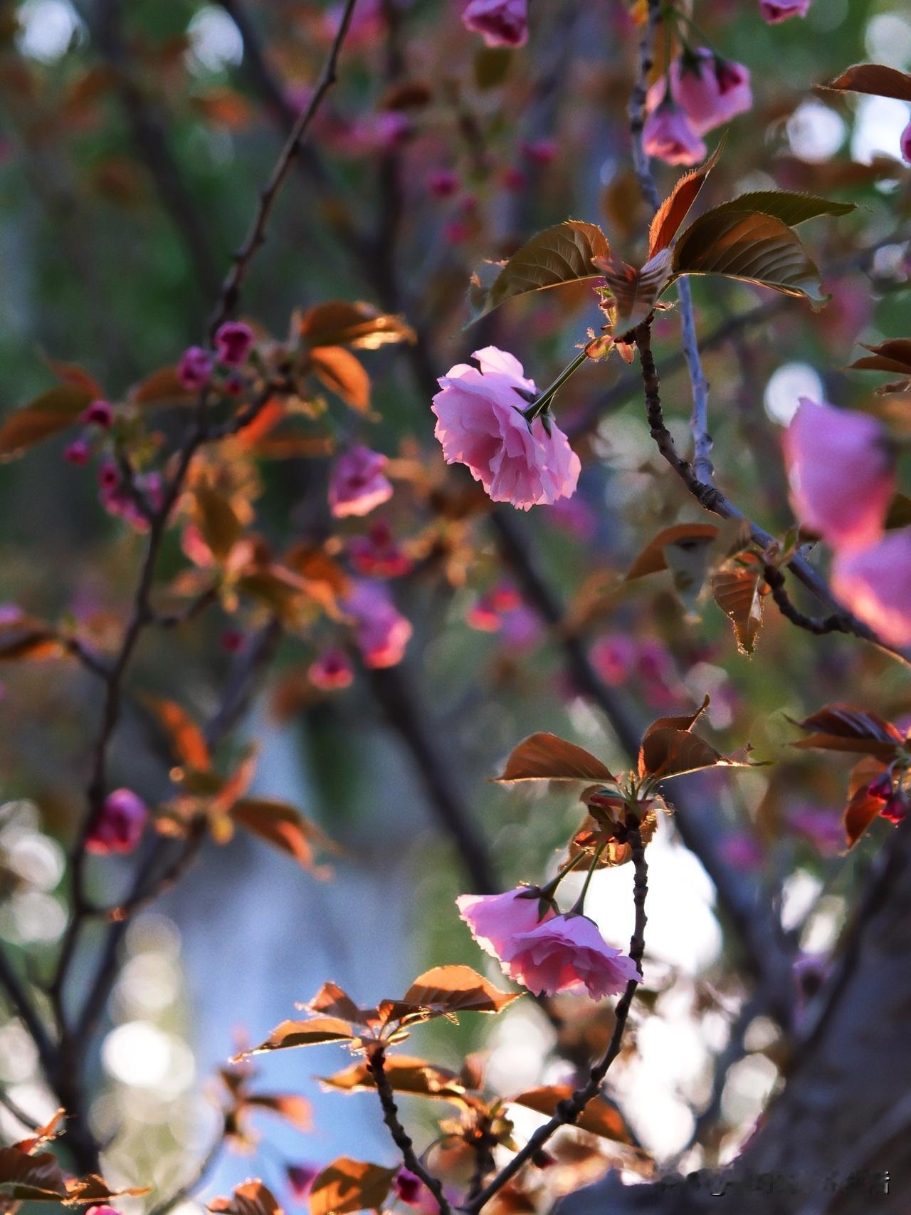 小园行，缓缓
点起夕阳的灯火，暖暖
落霞照晚樱
花影朦胧

暮色从容
胭脂落芳丛
