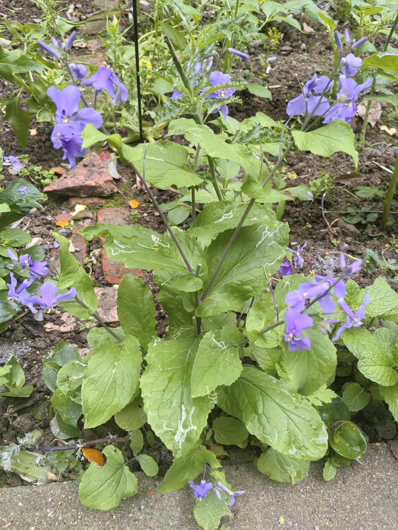 应聘管家的两名女人先后来到了办公室，搞笑的是经理叫我这么个来了还不到一年的新兵蛋