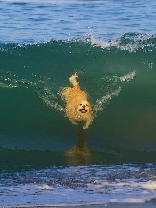 以防你没见过海狗
