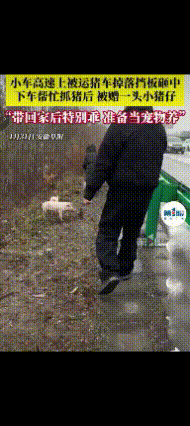 “这就是‘命’啊！”安徽，一女子和男友驾车在高速行驶时，前方运猪崽的车挡板掉了，