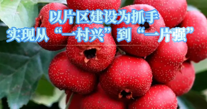 果然视频|临朐寺头合作社保价收购山楂，户均年增收超三千元