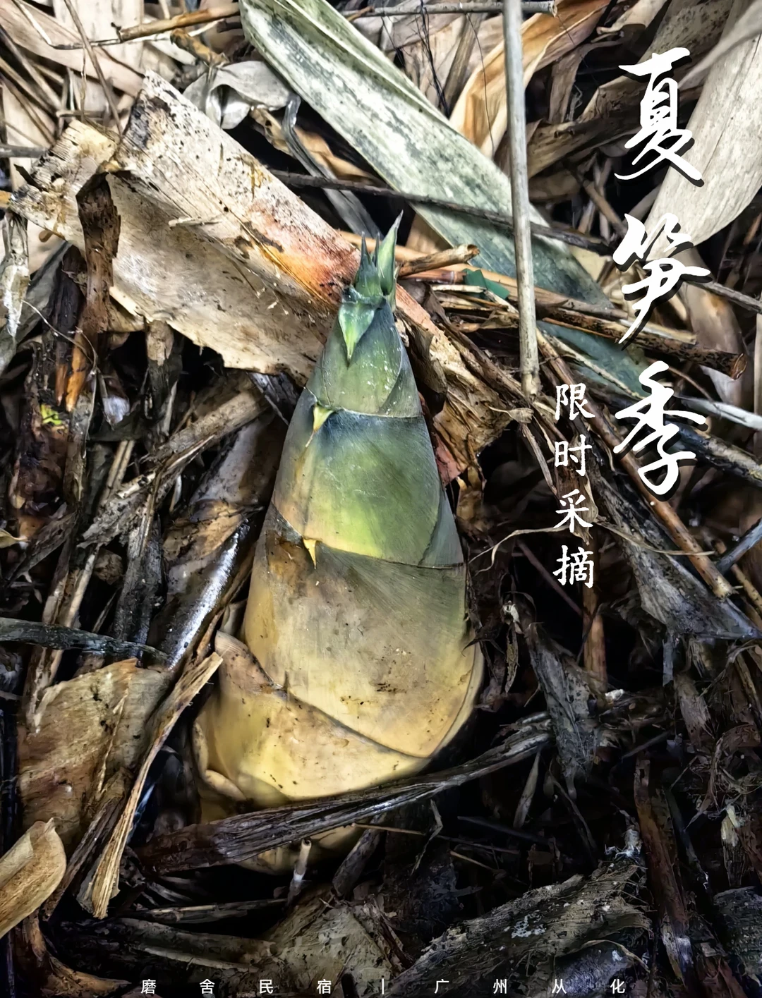 磨舍夏笋季，虽短暂，但鲜味！