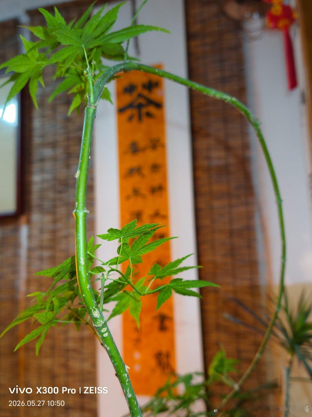 给予自己最好的自由，是想喝茶时，不必等谁。 