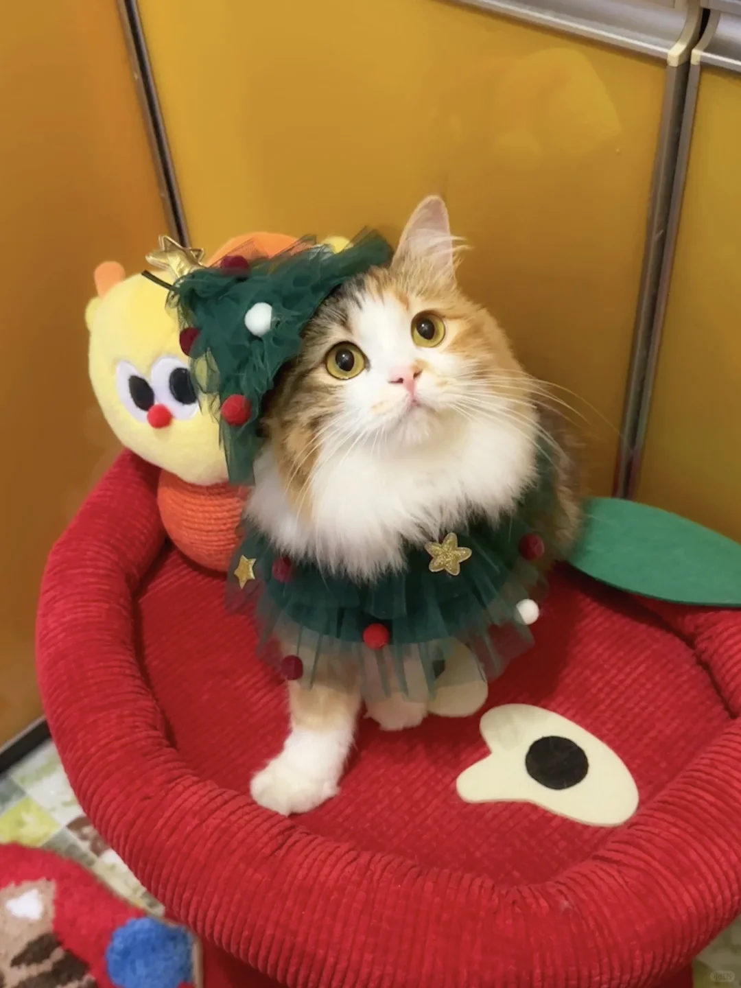 人，你可以亲亲圣诞树小猫🎄
