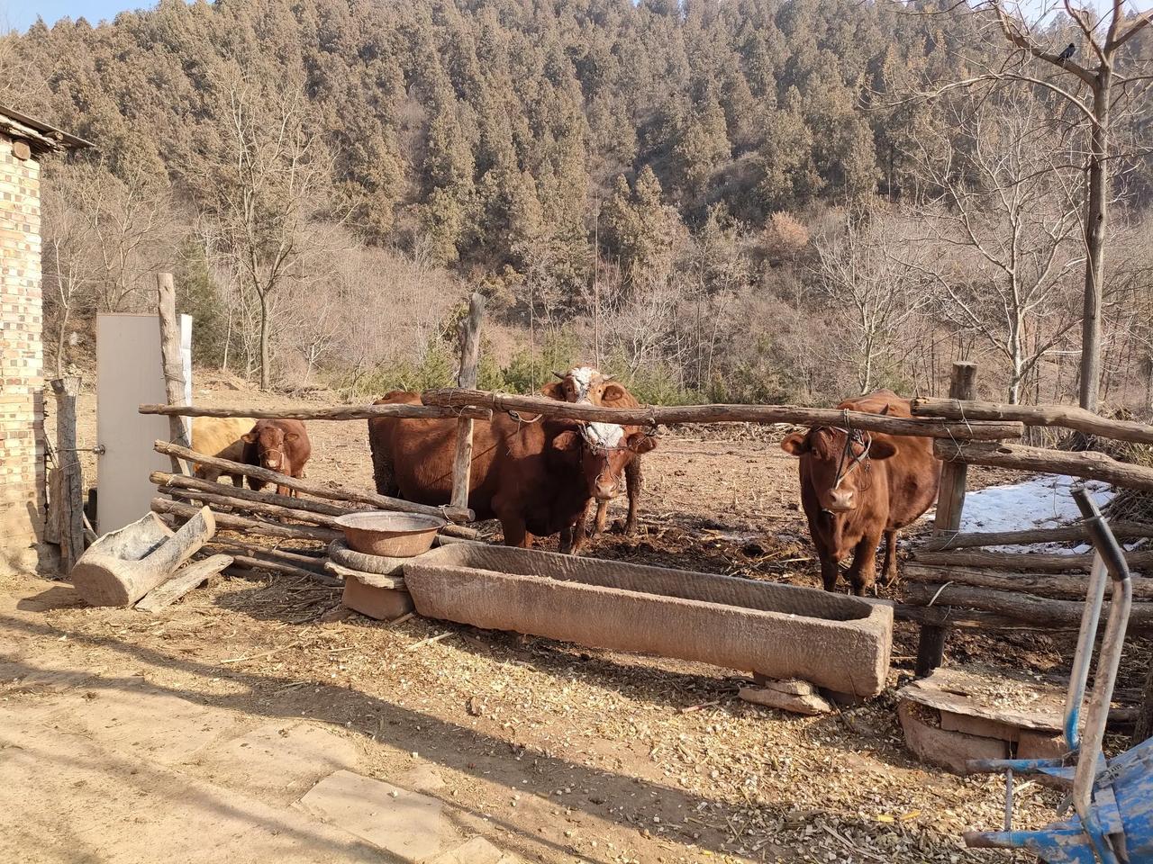 冬日暖阳。冬天的阳光伴随着刺骨的寒风，人们躲在屋里烤火，门外的黄牛却非常享受，庄