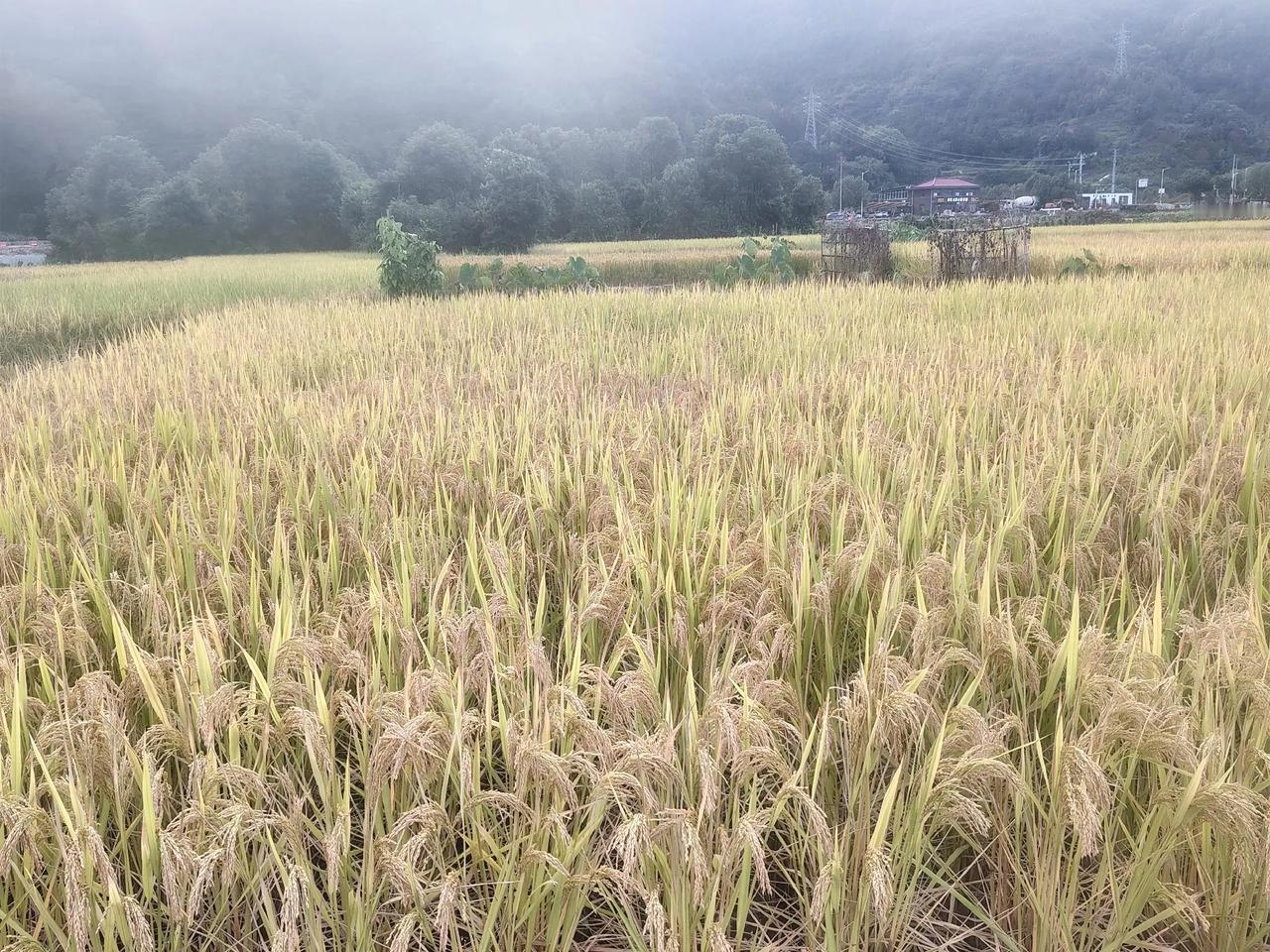分田单干制就是社会稳定的基石，千百年来的验证无一漏网。历代王朝更迭都是起源于土地