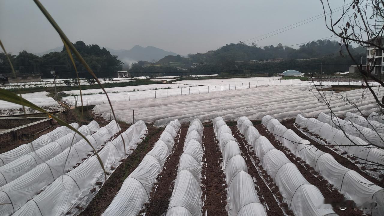 看看咱们村的人，得有多么勤劳。
这些疏菜塑料棚都是在大年三十到正日初几这几天才弄