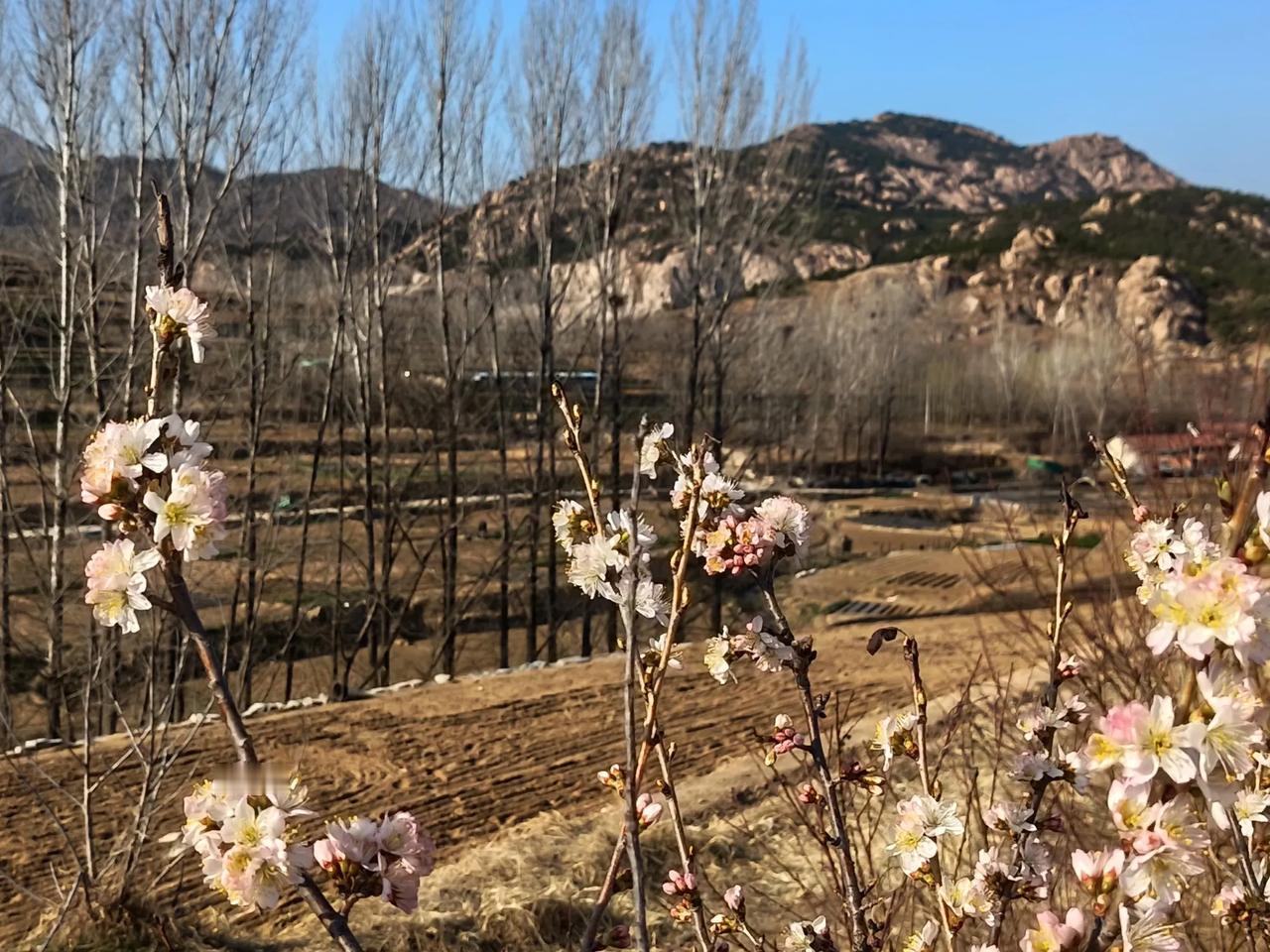 喝火令•清明
方方


墨饱诗心少，词穷运笔艰。恨飞花逗我双肩。风拂柳腰无数，来