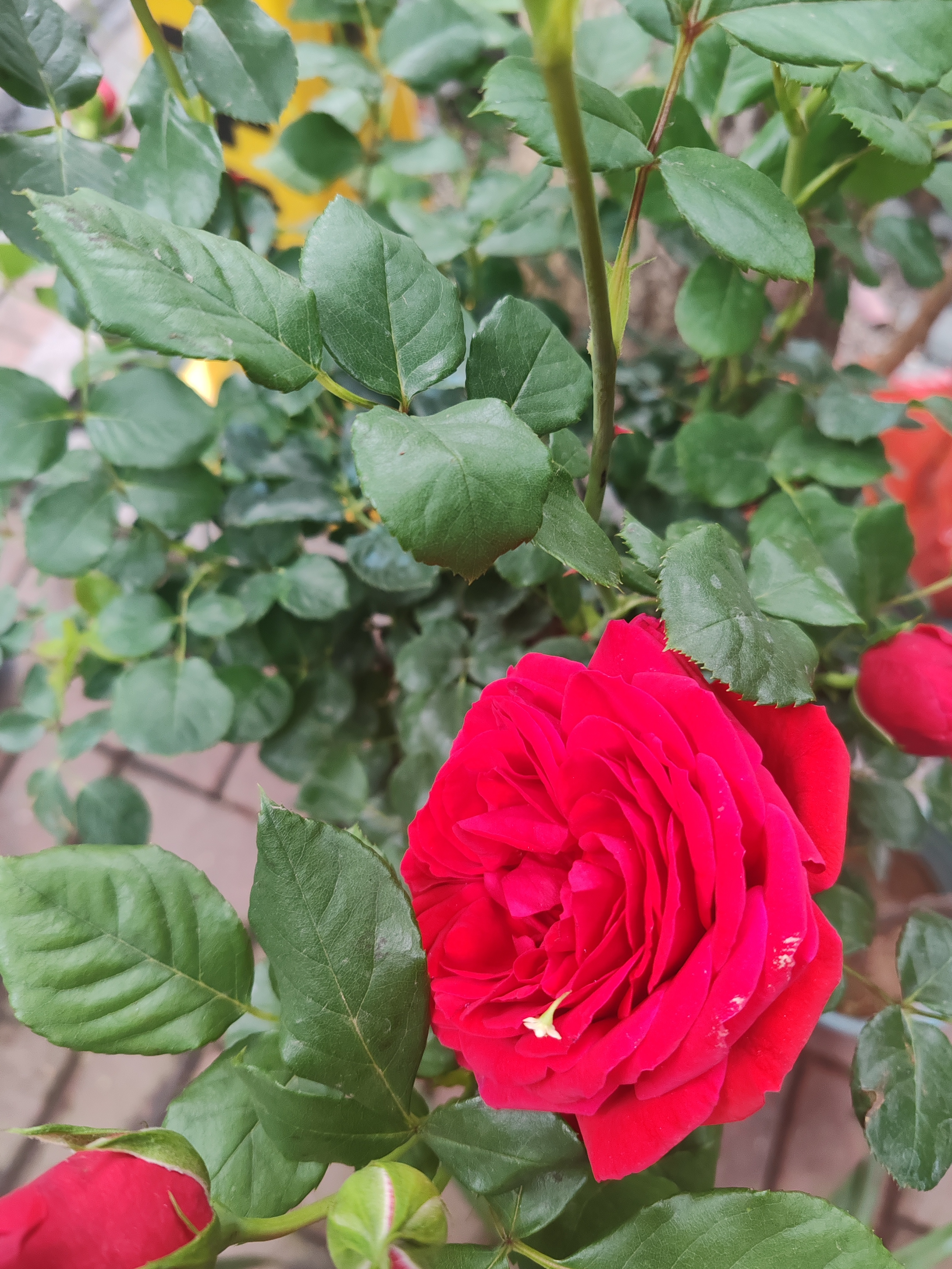 今年荔枝减产已成定局，主要原因是“大小年”周期和气候因素的双重影响 。广东：作为