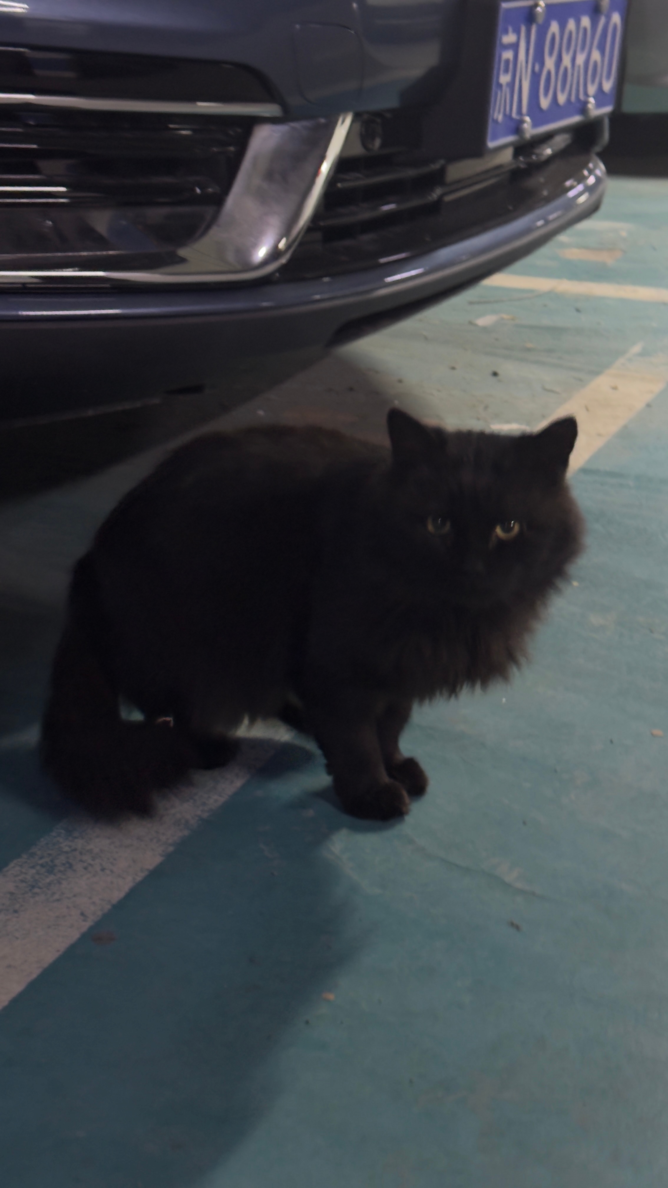 出电梯，毫无预警，蹭，就窜出来了，吓够呛🤦♂️这猫也太黑了 