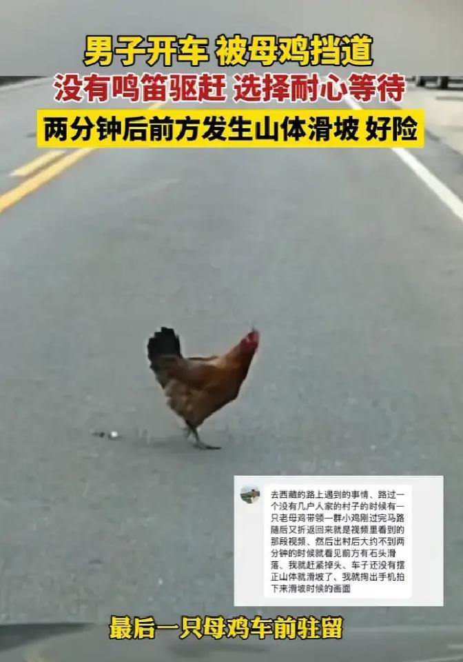 好人有好报具象化！近日西藏，男子驾车路过西藏自治区芒康县，行驶中发现前方有一群小