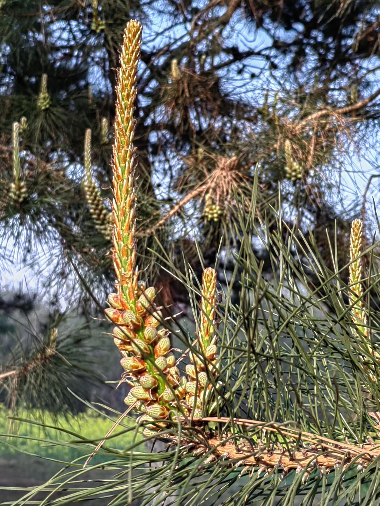 正常驾车，远远看到前面是红灯，脚离开油门、备放刹车上，先滑行一段，然后轻点刹车两