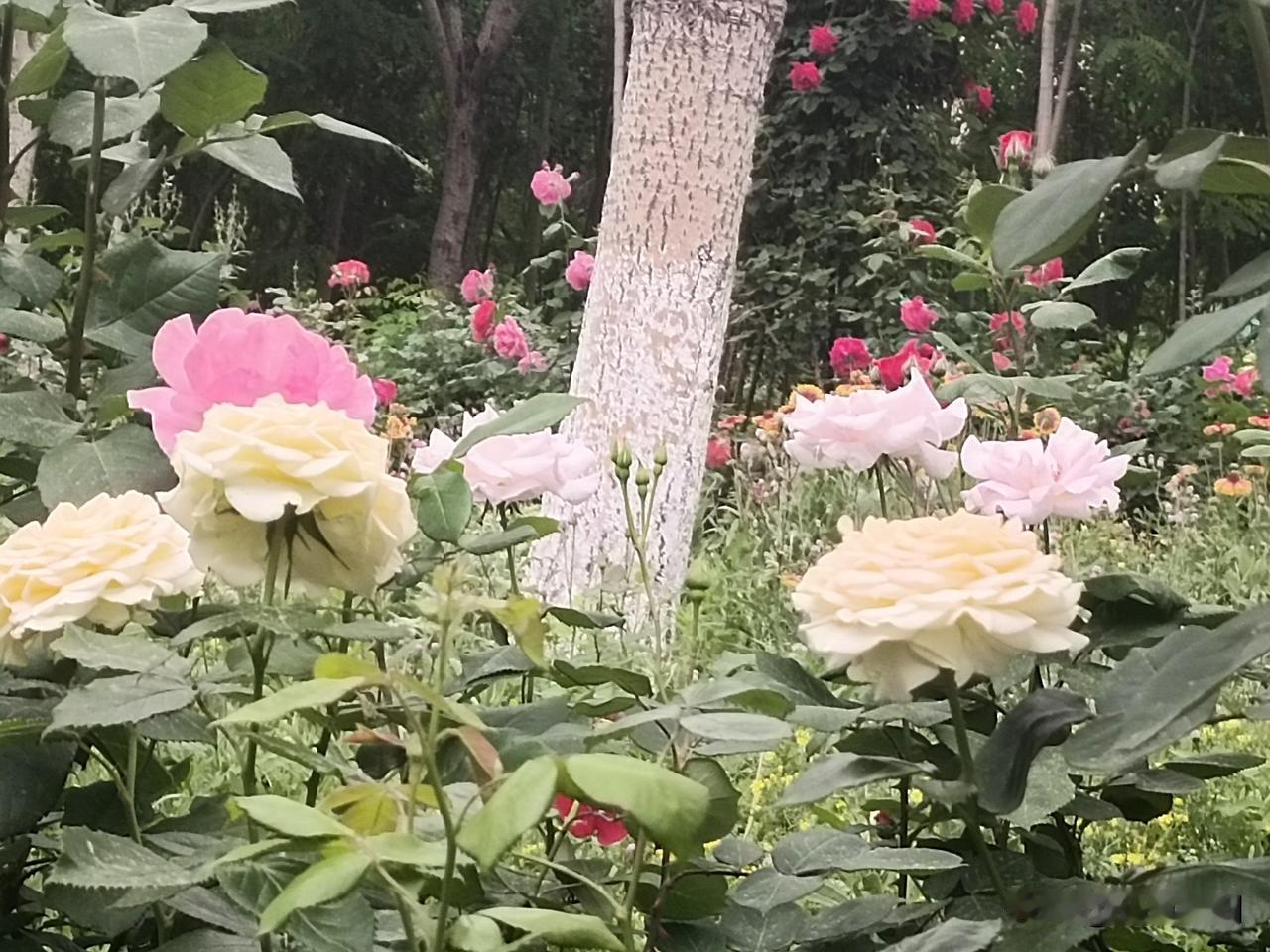 兄弟姐妹间为何在60岁后少来往?人到六十，慢慢发现，曾经最亲的兄弟姐妹，走动越来