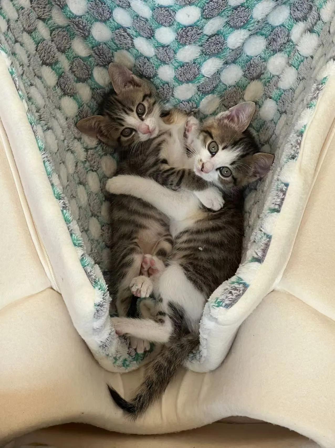 这是猫窝吗？这么暖和呀？