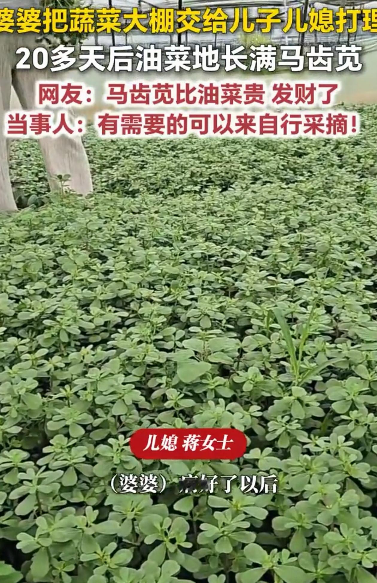 万万没想到！山东菏泽，婆婆因为要做手术，让儿子儿媳帮忙照看油菜地，结果手术完婆婆