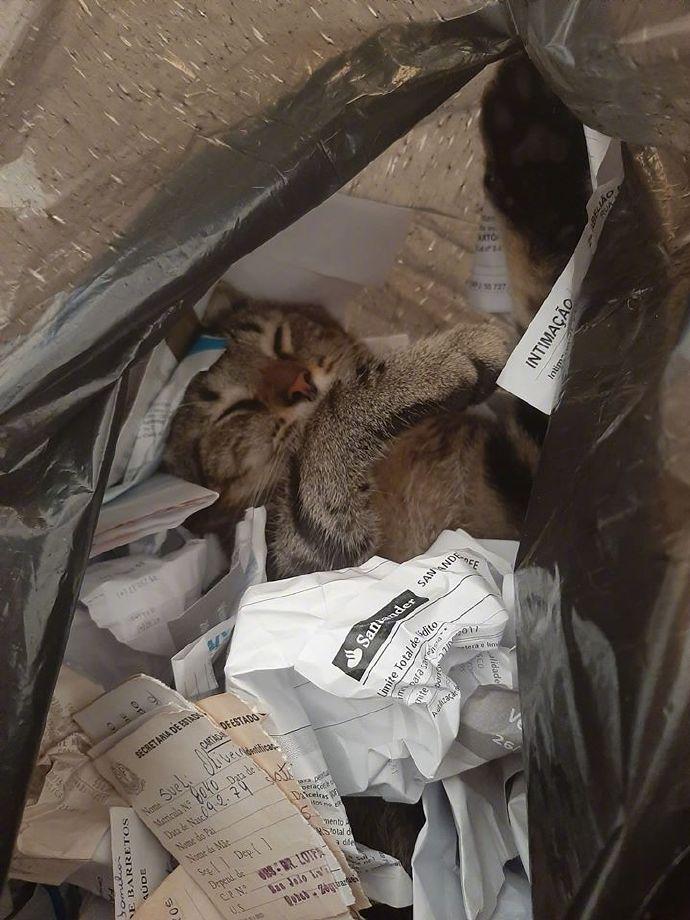 主人丢垃圾，差点把它一起丢了！