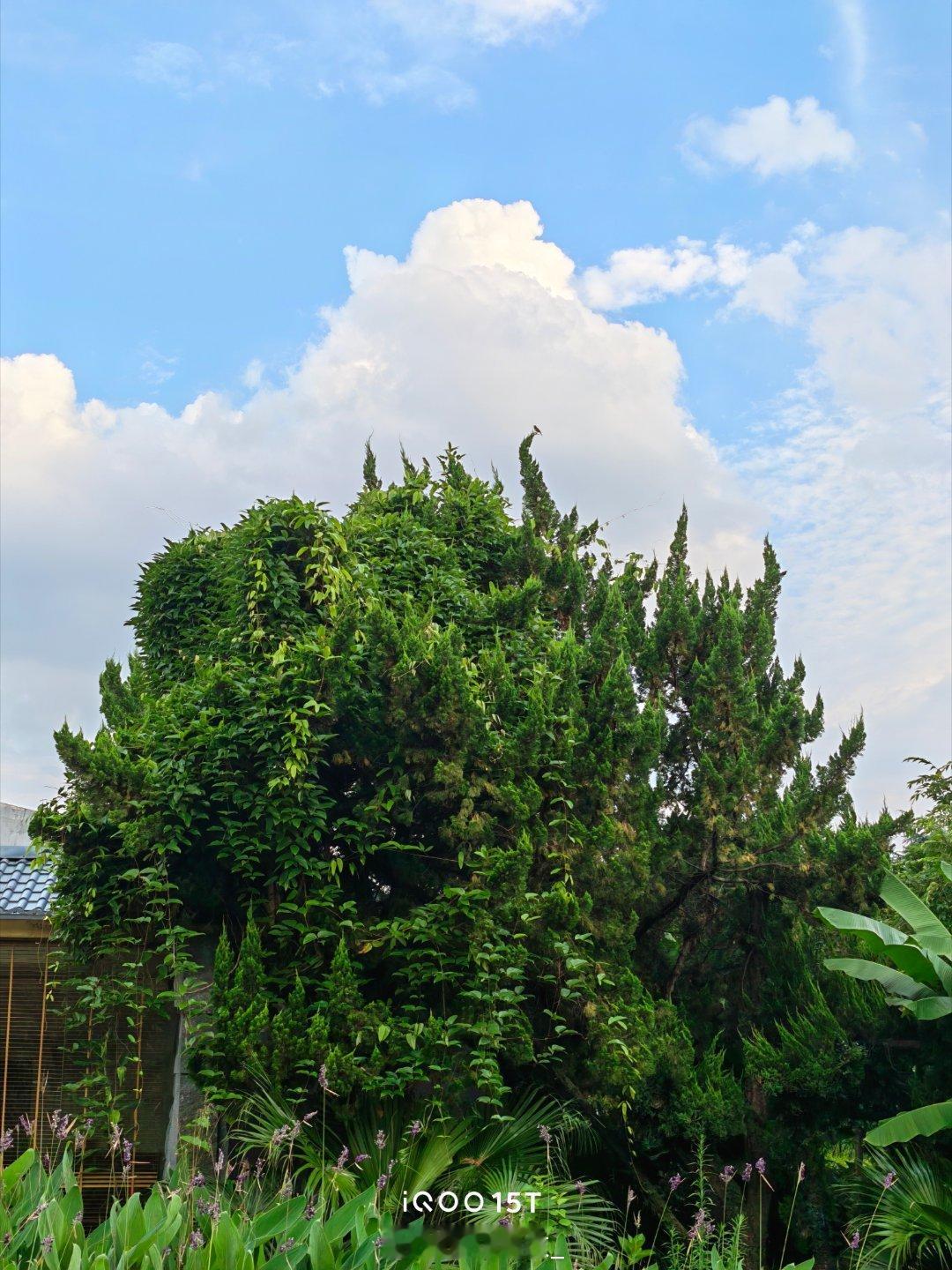 出门随手拍的几张风景，iQOO 15T直出真的惊喜蓝天高光不发白，树荫暗处细节也