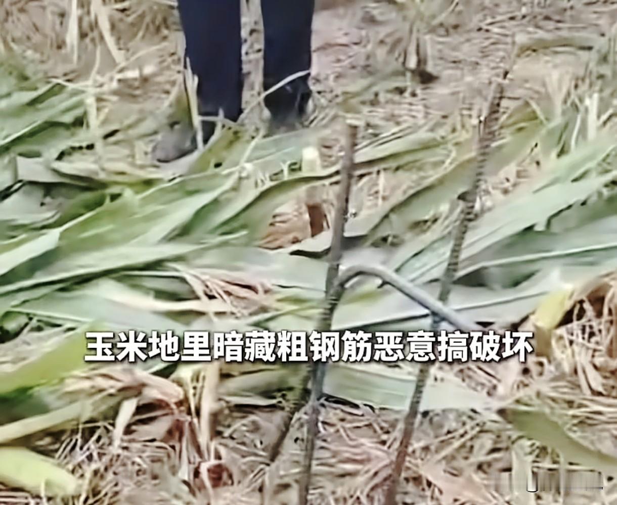 必须严惩！河北邢台，男子收割自家玉米地，收割机突然报警，下车检查发现玉米秆上被人
