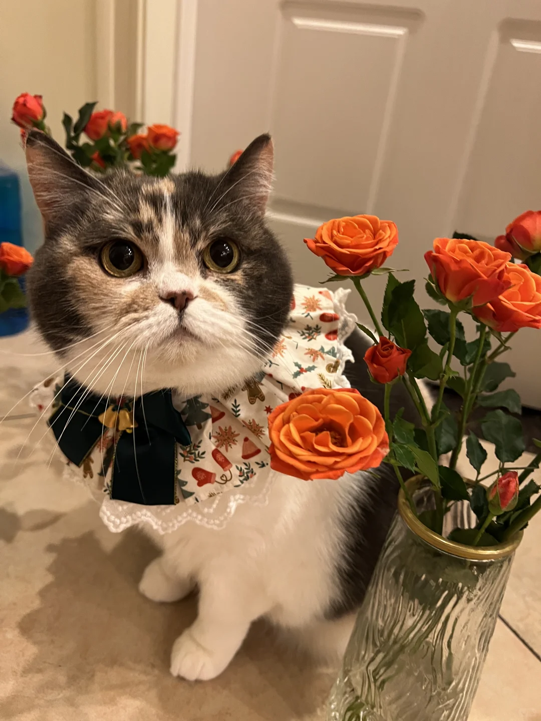 有人想和小猫咪过圣诞节吗