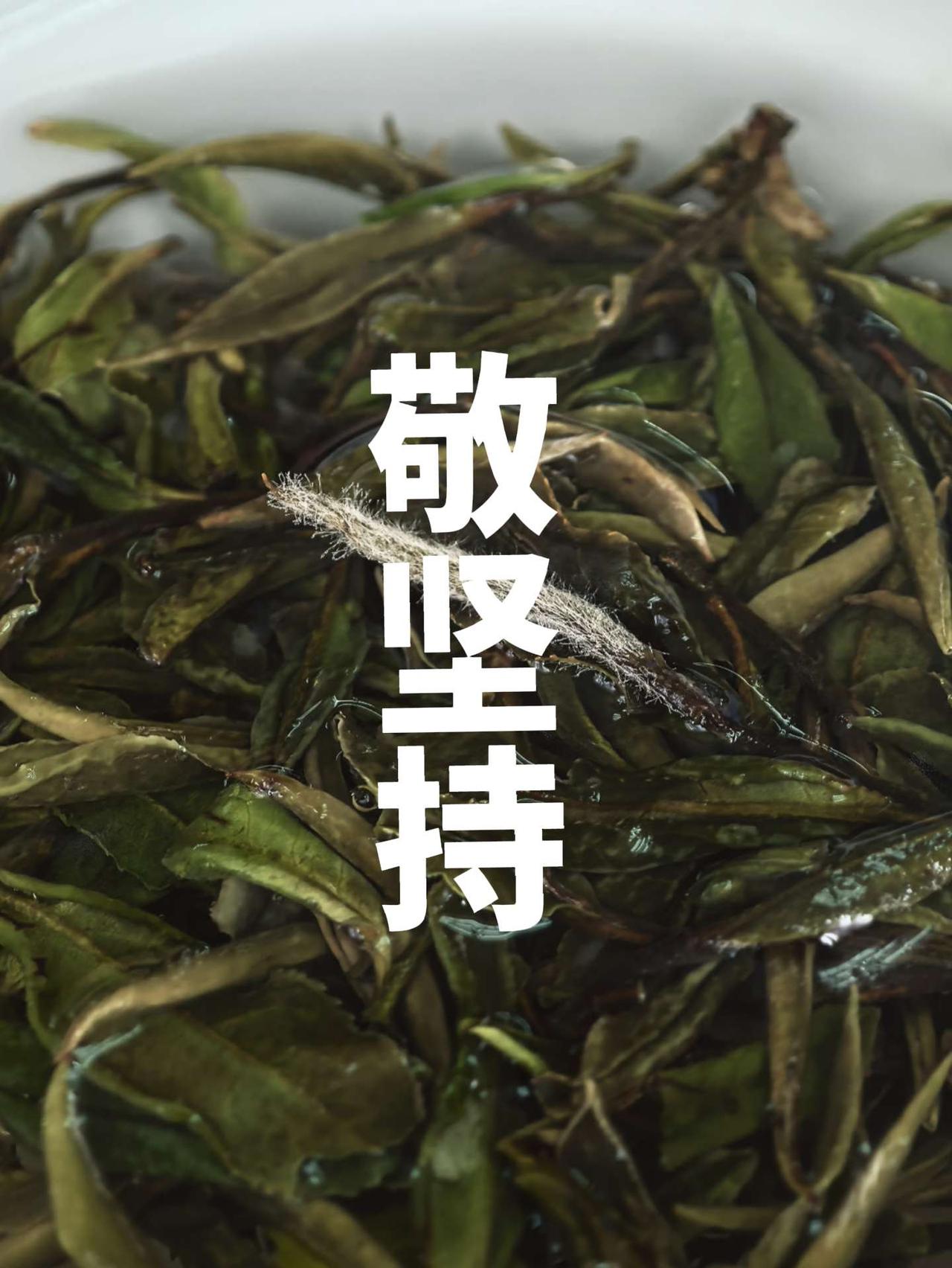 敬付出！敬坚持！敬大家！敬坚持 记得喝茶 让生活慢下来 白茶