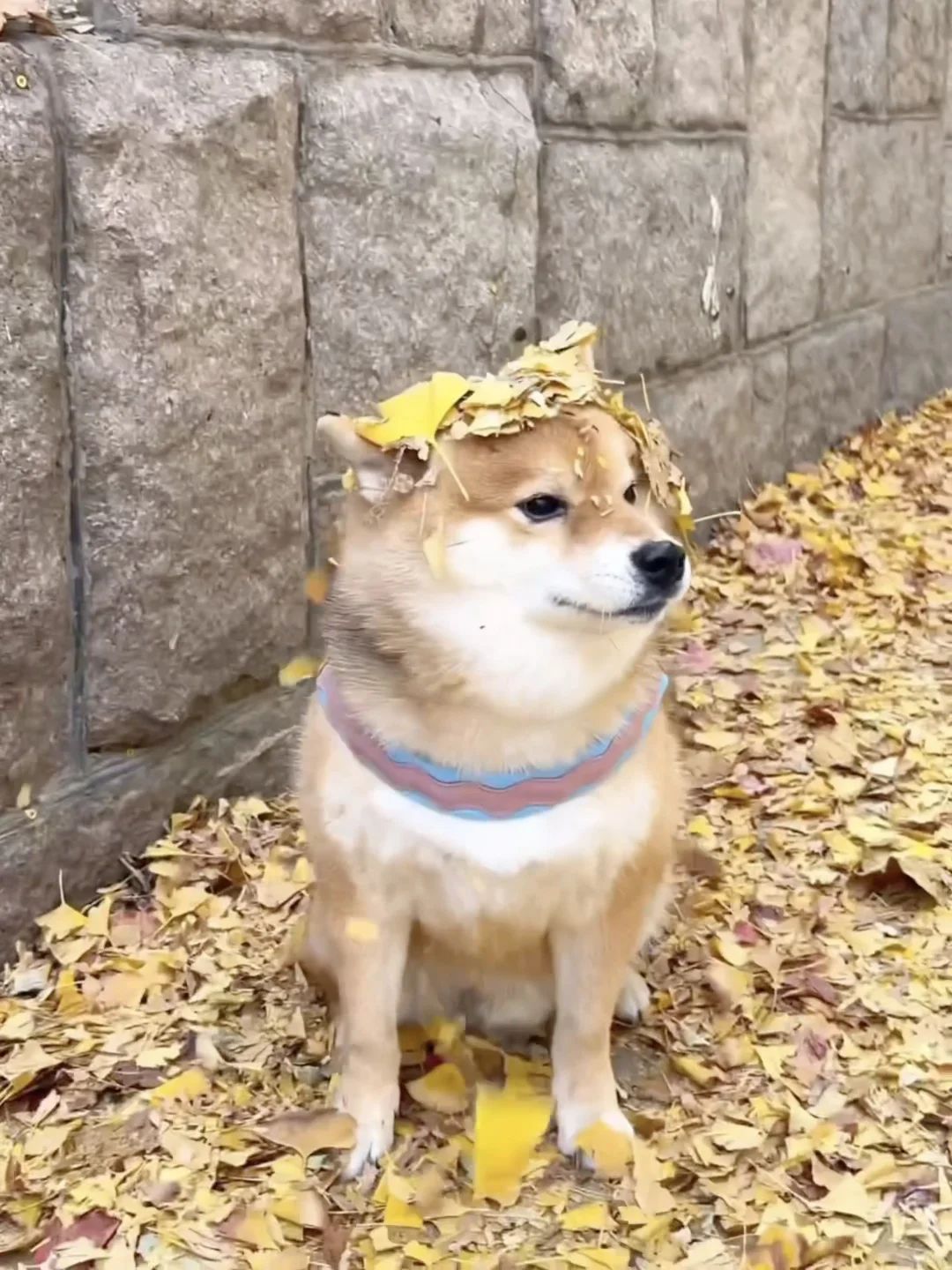 人 这里的落叶比故乡的樱花还好看