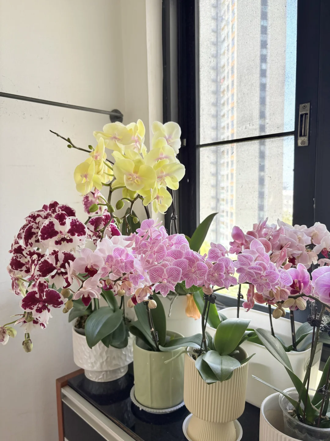 分享我的蝴蝶兰～许久不见