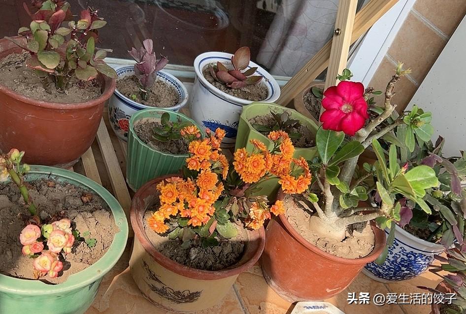 阳台一角满是生机，橙红的长寿花、艳红的沙漠玫瑰与多肉相映成趣。

这是我最爱的角