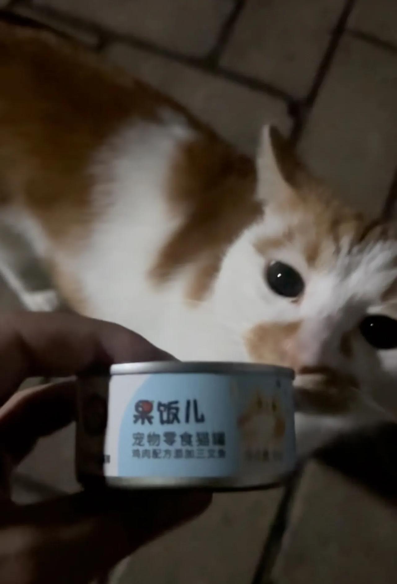 流浪猫也吃上三文鱼了#分享可爱流浪猫#l