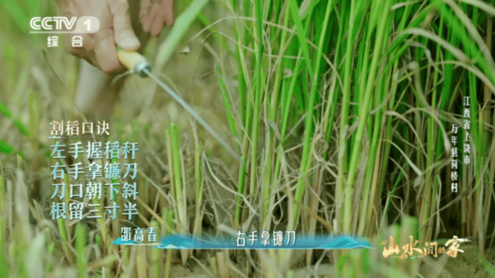 撒贝宁割禾割到直不起腰看着撒贝宁弯着腰跟村民学习割水稻，片刻功夫便累得直不起身。