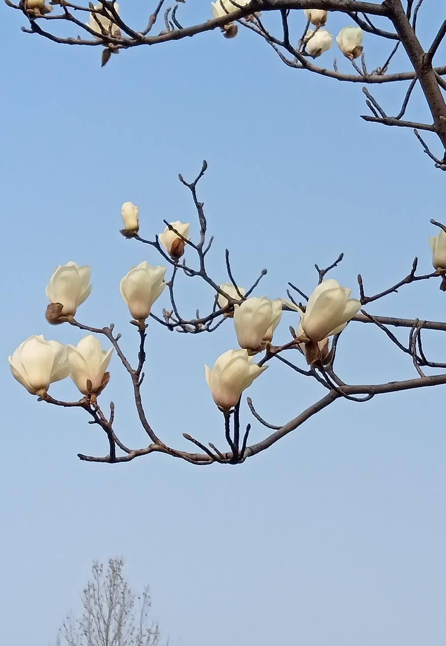 伊朗当真开始总结经验教训了。以色列的拿手好戏便是斩首行动，伊朗务必要做好防御。毕