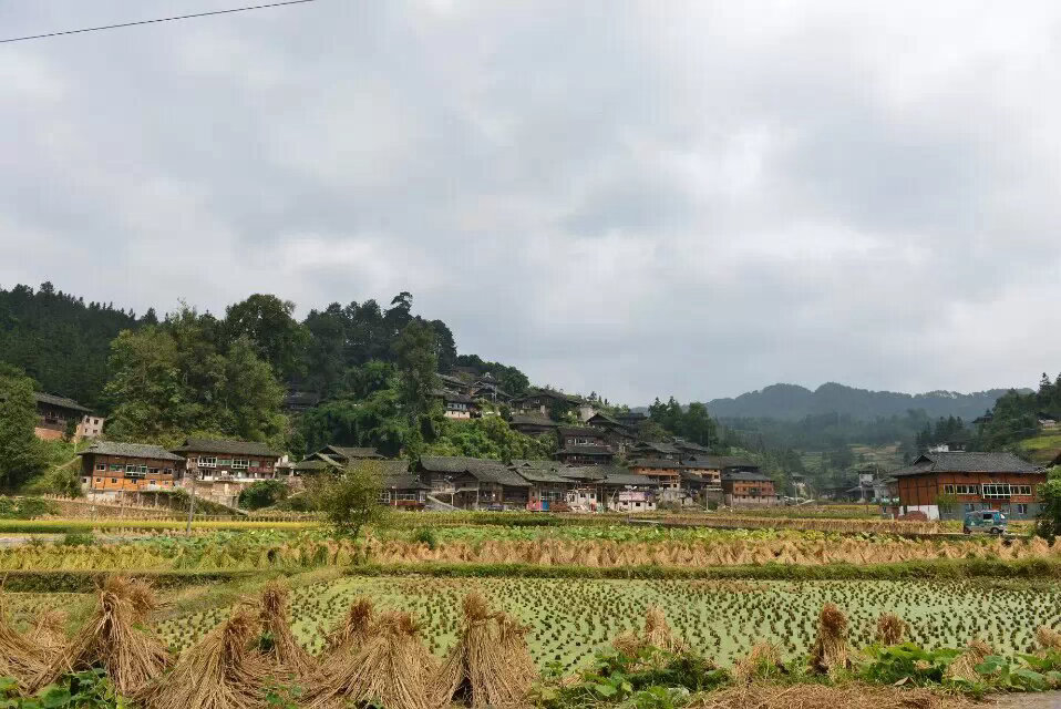 没有不回信息，是在家干农活收水稻 ​​​
