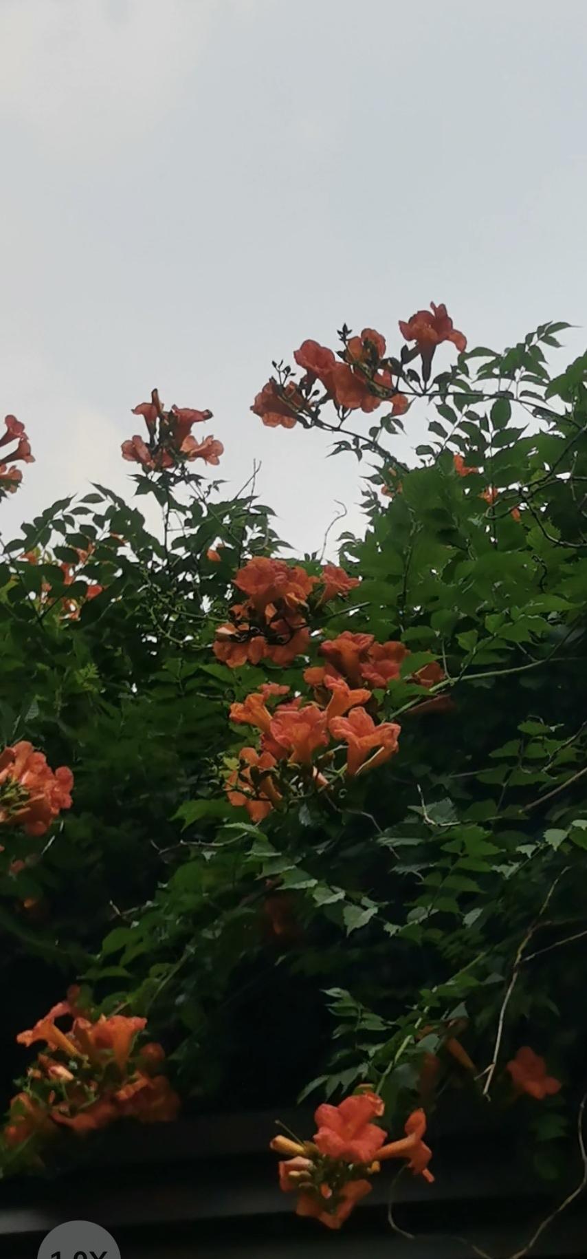 晒图笔记大赛凌霄花