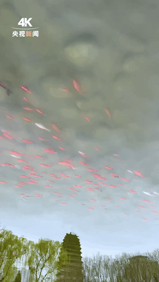 火到央视了，西安，一网友原本只是想记录古塔的沧桑，却意外拍到一群色彩斑斓的锦鲤，