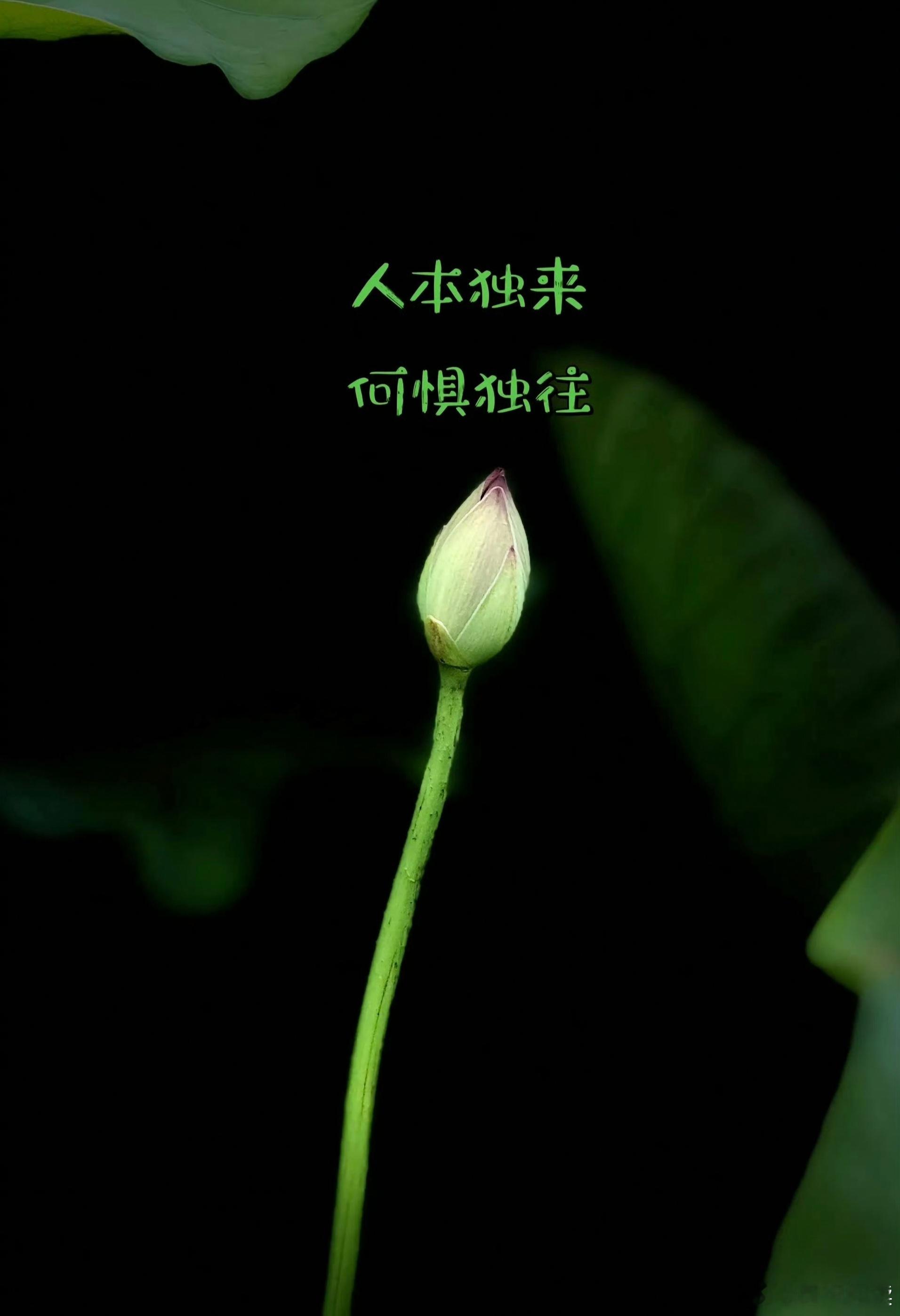 世间所有的遗憾，都是命中的序章，那些未完成的，终会以另一种方式，与你温柔相逢。—