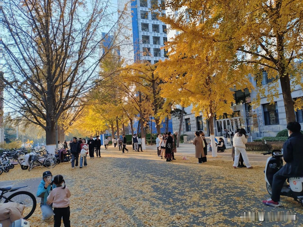 黄叶满街秋意浓，秋风送爽入画屏。#手机随拍秋之景#