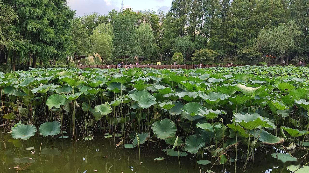 上联：绿叶重重美，请下联荷花片片秀