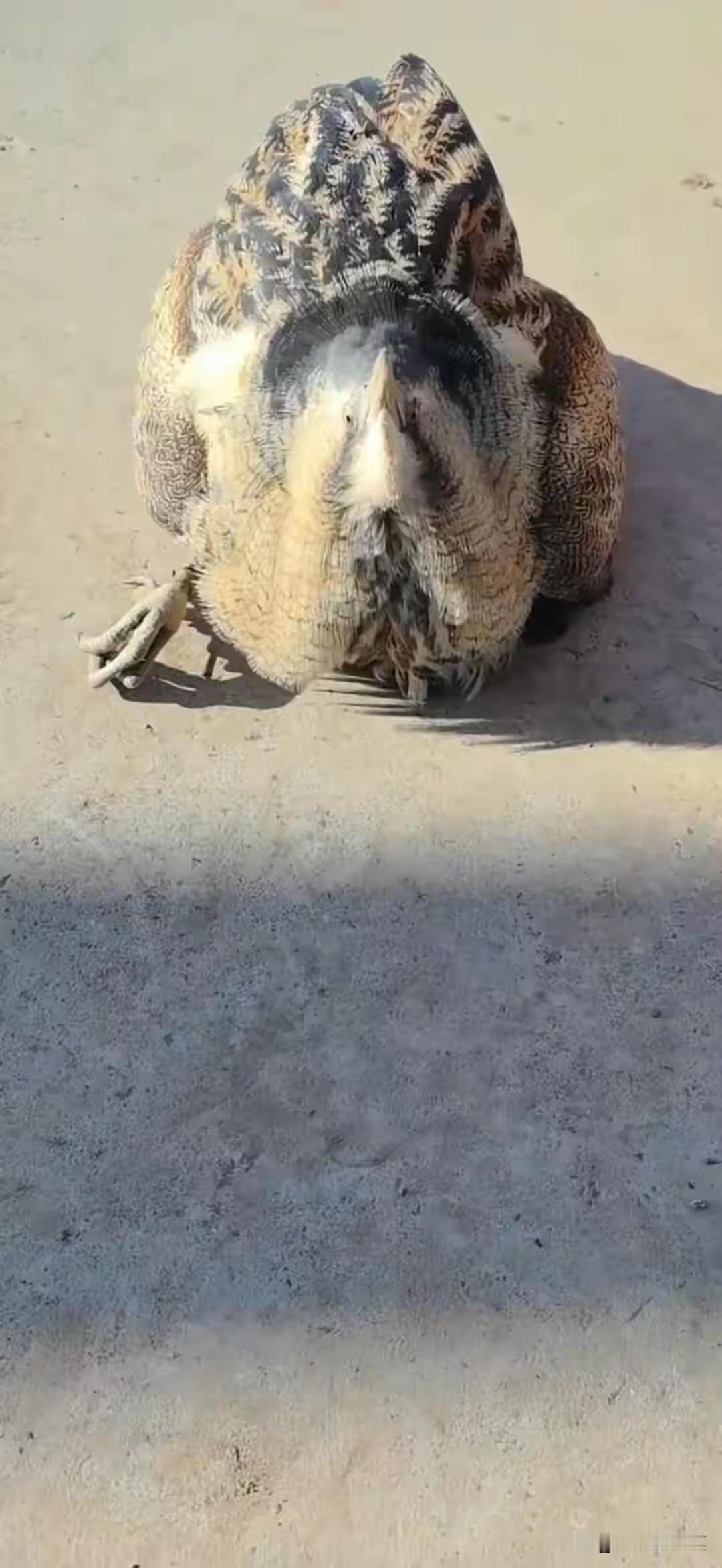 山东临沂院子里发现怪鸟 ，条友们鉴定下什么鸟？