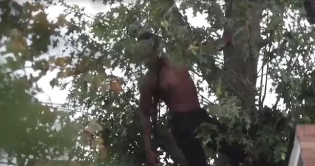 民警 美国男子为躲警察树上待了48小时