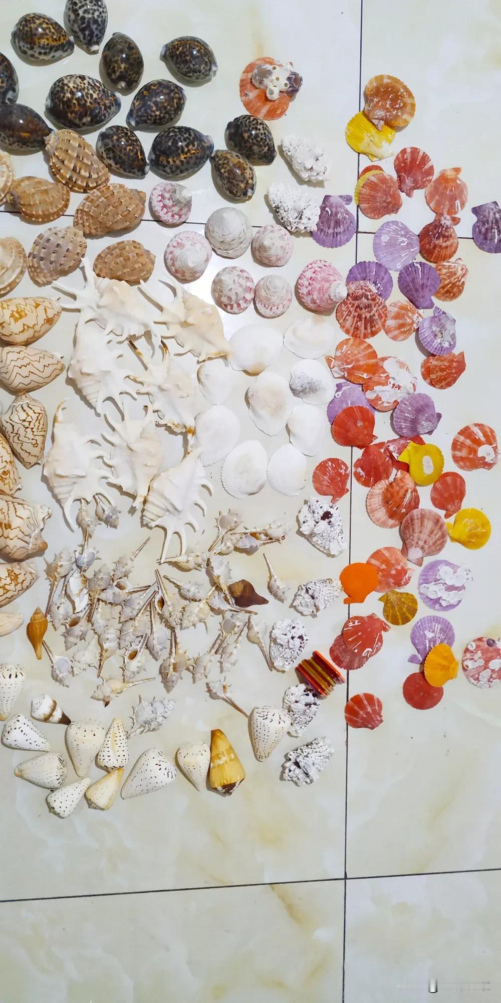 哇哇哇！这么多的螺壳是不是很美，下一条给大家单个拍出来。让大家看看细节。都是纯天