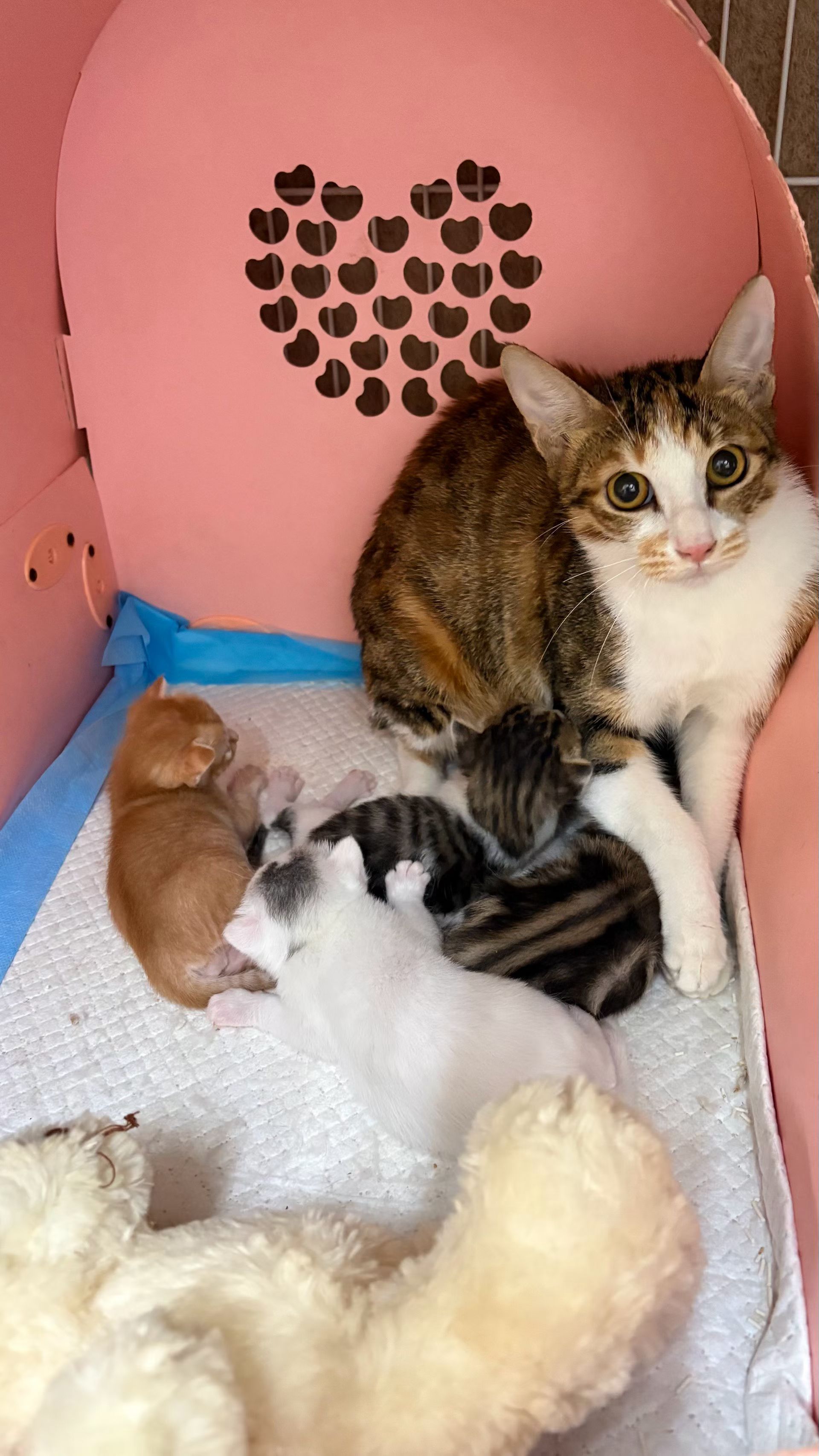 早啊，李嘉欣！猫咪
