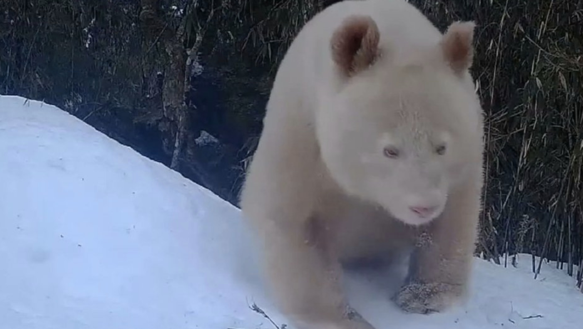 没有黑眼圈的大熊猫出现了 全球唯一野生白色大熊猫，但我觉得黑白的更呆萌些。