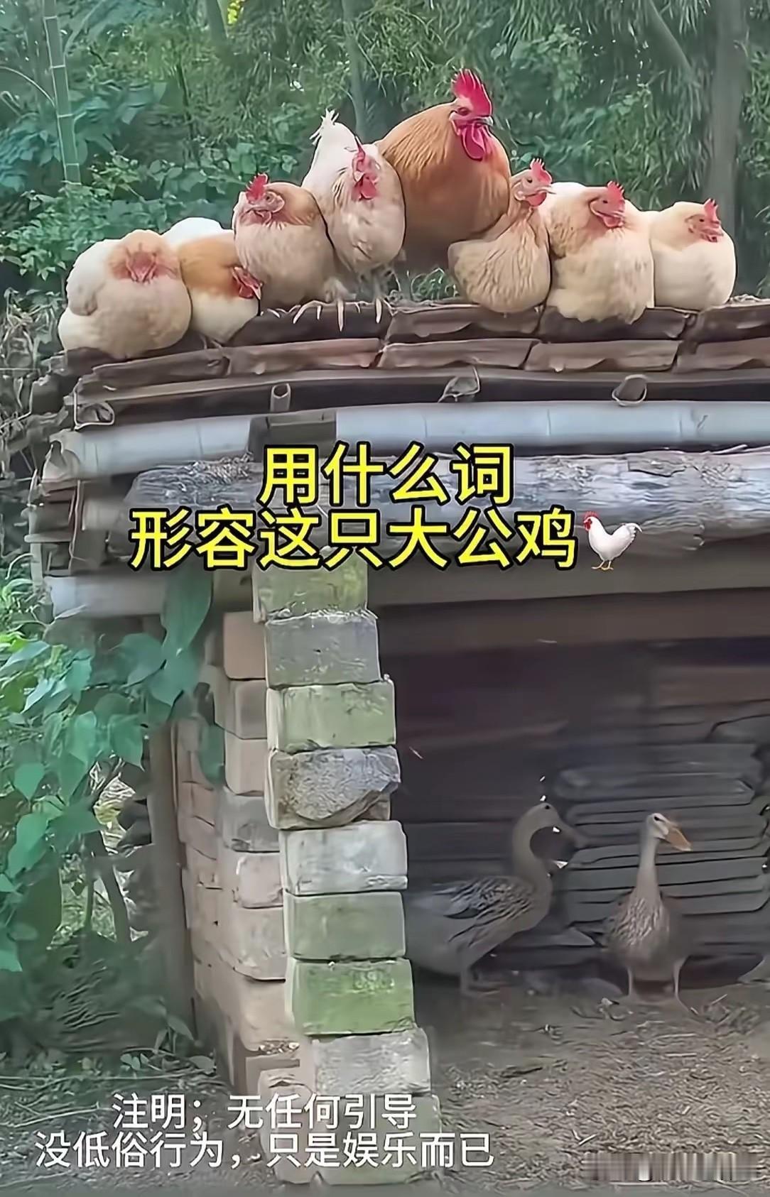 我先来吧，三妻四妾[呲牙]