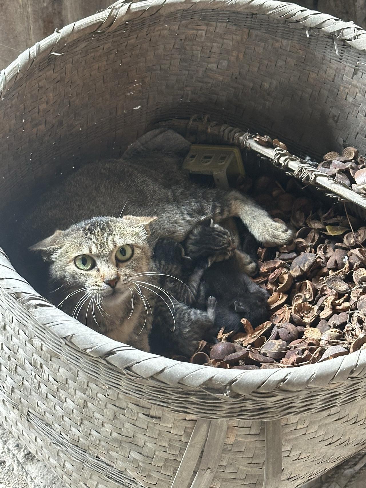 中华田园小土猫 野生动物零距离